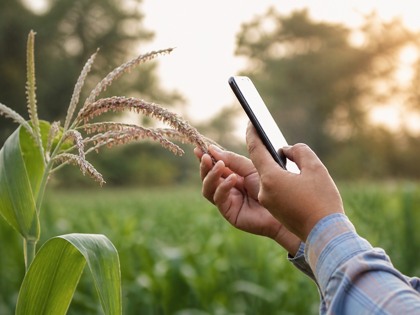 Landwirt mit Smartphone in einem Maisfeld